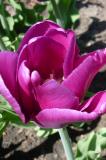 Purple tulip from Ottawa (2011